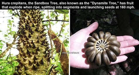 The Sandbox Tree is poisonous, covered in spikes, and grows explosive ...