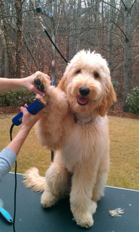 35 best Goldendoodle Haircuts images on Pinterest | Goldendoodle haircuts, Golden doodles and ...