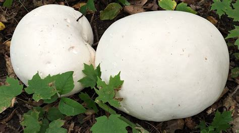 15 g Fresh GIANT PUFFBALL Calvatia gigantea Mycelium Buy Mushroom Spawn Spores S - Mushrooms ...