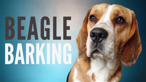 Beagle Barking Sound Effect | 6 Minutes - YouTube