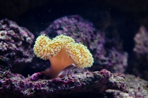 Close Up Photography of Coral Reef · Free Stock Photo