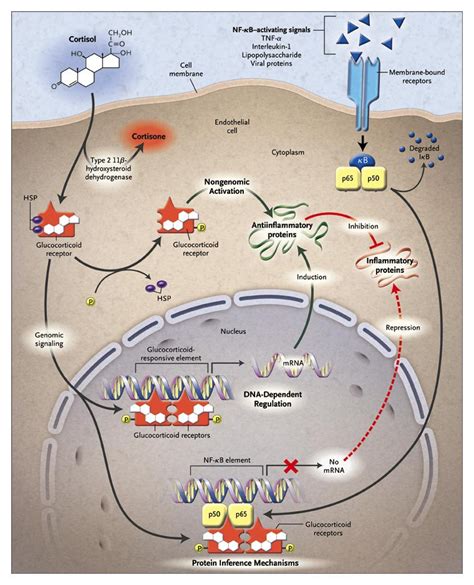 Corticosteroids Mechanism Of Action