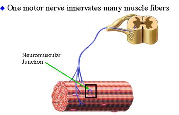 Motor Unit Definition Anatomy - cloudshareinfo