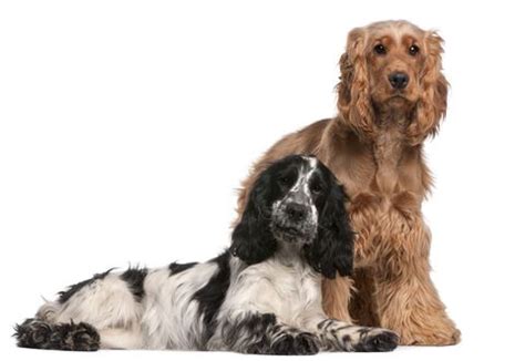 Cocker Spaniel Training Tips: How To Bring Out the Best in Your Dog!