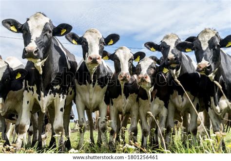 Holstein Cattle Images - Search Images on Everypixel