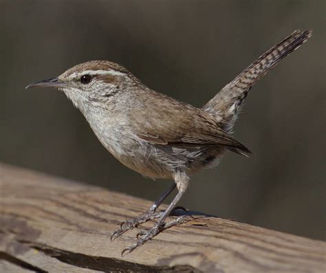 Bewick’s Wren | San Diego Bird Spot