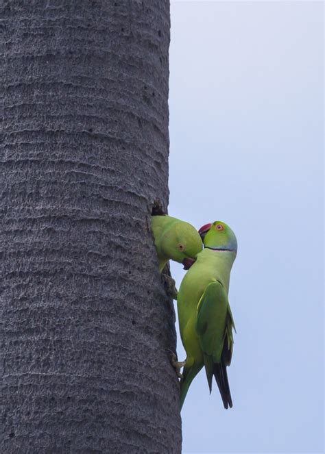 Happy Weekend;) | | Parakeets | Tuticorin | 2017 | Amudha HariHaran | Flickr