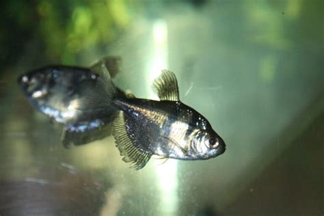 Black Skirt Tetra Profile: Care, Size, Lifespan, Tank Mates, Breeding