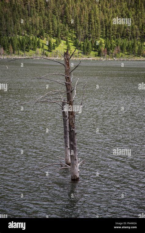 Earthquake Lake, Montana Stock Photo - Alamy