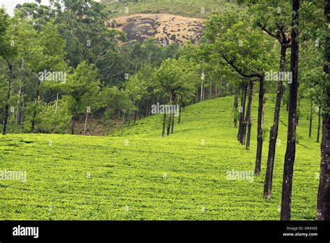 tea estate in Munnar, Kerala, India Stock Photo - Alamy