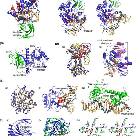 Structures of DNA ligase domains and DNA complex. (A) Domain... | Download Scientific Diagram