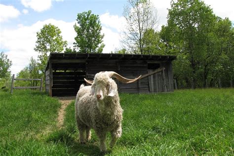 Raising Angora Goats for Soft and Sustainable Mohair Fiber • Insteading