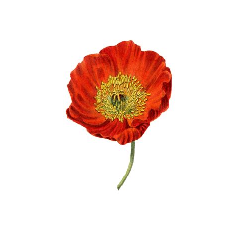 Download Poppy, Flower, Plant. Royalty-Free Stock Illustration Image - Pixabay