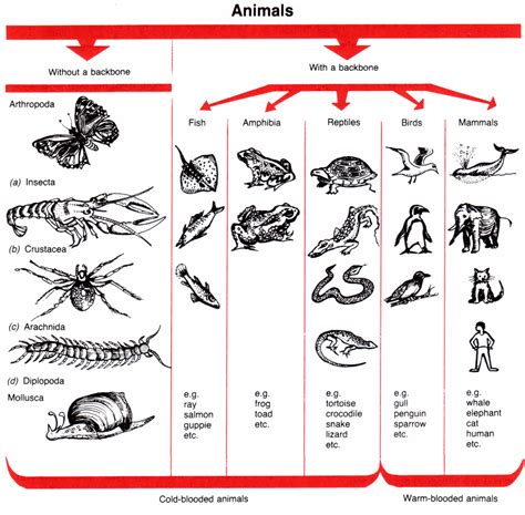 Vertebrates And Invertebrates Grade 1