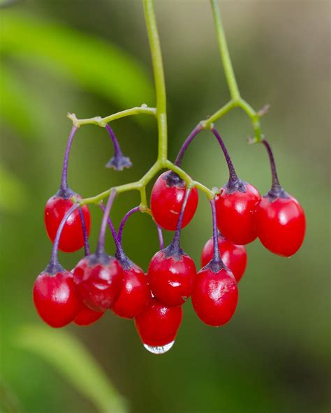 Woody Nightshade berries | Woody Nightshade berries | Flickr