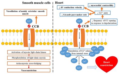 Mechanism of calcium channel blockers' (CCBs) action. | Download ...