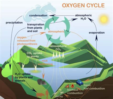 The Oxygen Cycle Explained | MooMooMath and Science