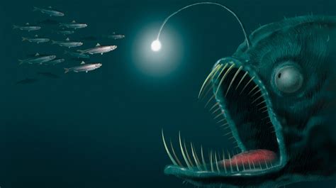 Three In Four Deep-Sea Animals Are Bioluminescent, Breakthrough Study ...