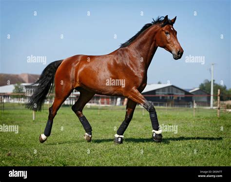 Holsteiner horse, bay gelding, trotting on meadow Stock Photo: 60253448 ...