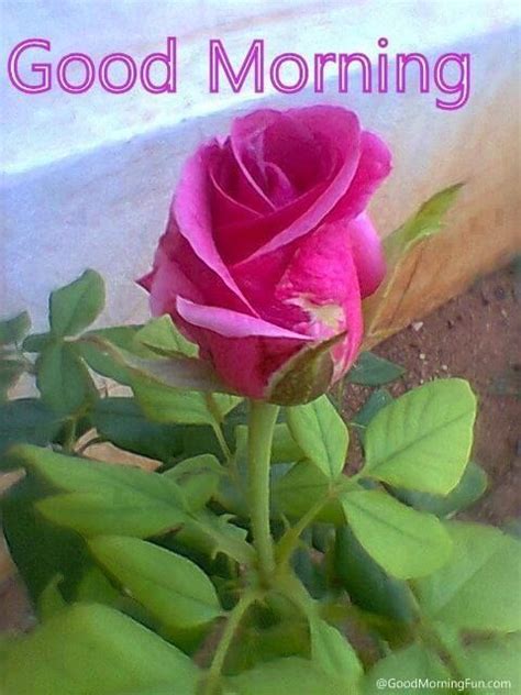 Good Morning Pink Rose Pictures, Photos, and Images for Facebook ...