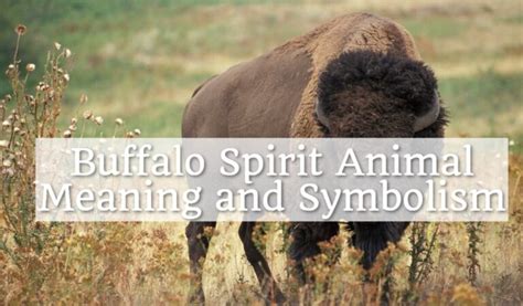 Buffalo Spirit Animal Meaning and Symbolism - Spirit Animal Encyclopedia