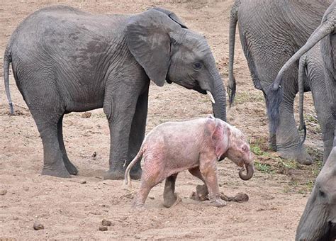 Albino baby ‪‎elephant‬ has been spotted in Kruger National Park ...