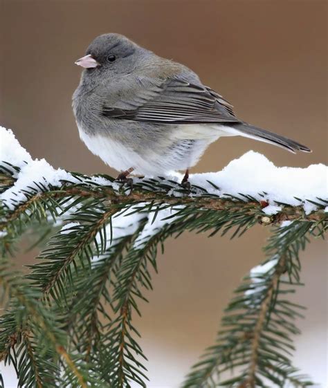 How to Attract Birds in Winter and Spot More Species - Birds and Blooms