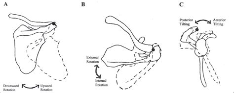 Scapula External Rotation