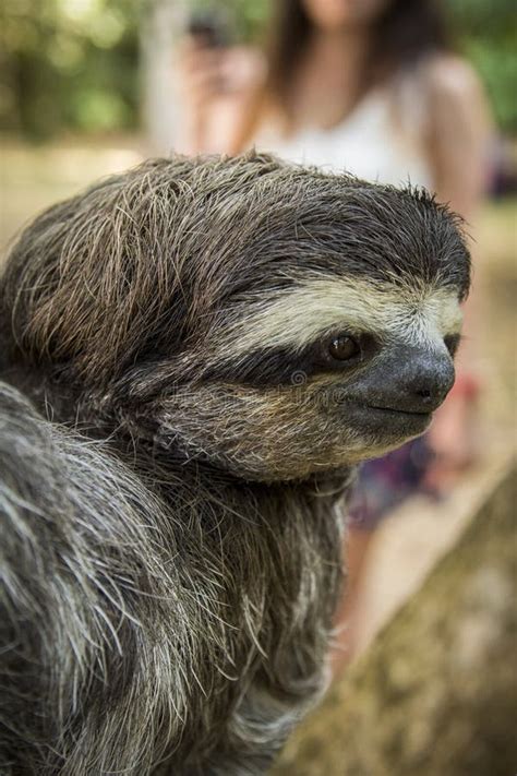 Sloth in Costa Rica stock image. Image of central, tropical - 69599337