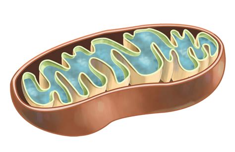 Get Plant Cell Diagram Mitochondria Png Directscot - vrogue.co