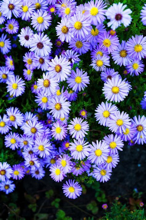 10 Colorful Perennials that Bloom in the Fall - Natalie Linda