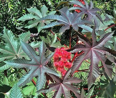 Ricinus Plant | How to Grow Castor Oil Plant, Castor Bean