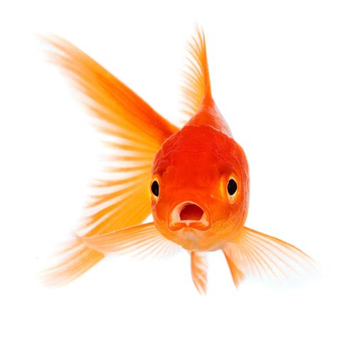 Owner Pays Hundreds On Pet Goldfish Surgery | Gephardt Daily