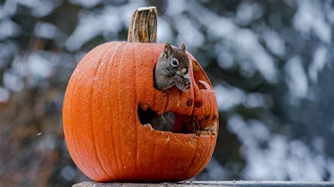 Keep Pests Off Of Your Halloween Pumpkins With This Popular Household Item