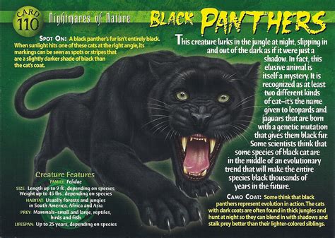 Black Panther | Weird n' Wild Creatures Wiki | Fandom