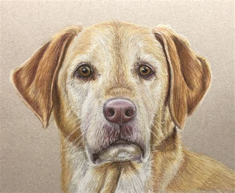 Pin by Pup Portraits Art on Pet colored pencil portrait | Colored ...