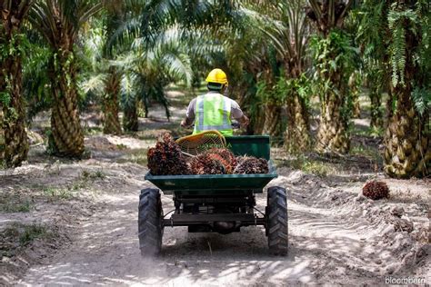 Palm oil production seen surging in Malaysia as workers return, says ...