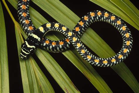 Colubrid Snake Boiga Sp A Flying Snake Photograph by Mark Moffett ...