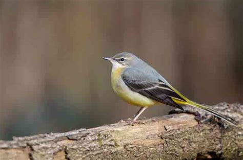 Grey Wagtail | Bird Identification Guide | Bird Spot