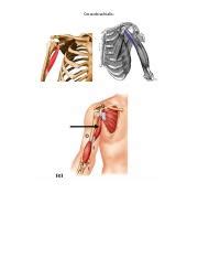 Coracobrachialis: Function, Origin, and Description of the | Course Hero