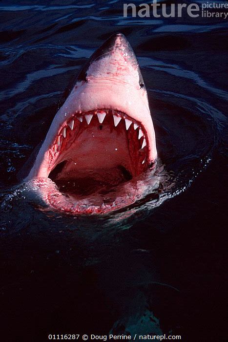 Great White Shark Jaw