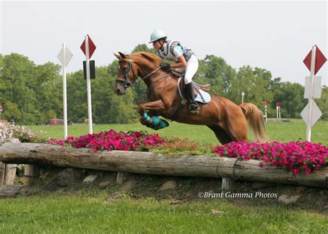 American Morgan Horse Association – Eventing