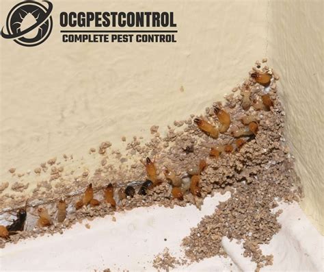 Early Warning Signs Of Termites - OCG Pest Control (2023)