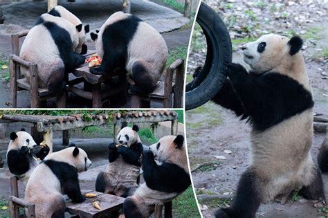 China is going to build a $1.5B panda conservation area