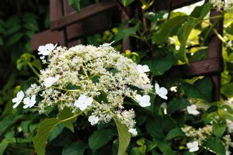 Climbing Hydrangea Pruning: Tips Tn Timing And Pruning - Gardender