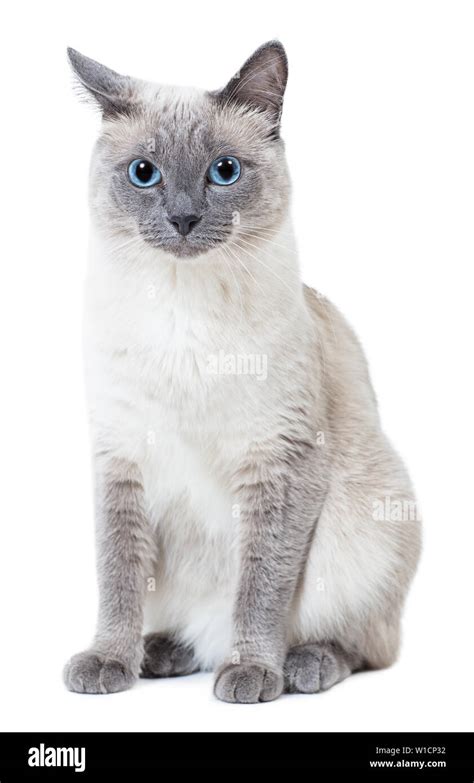 Thai breed Cut Out Stock Images & Pictures - Alamy