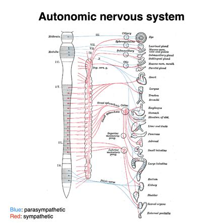 Parasympathetic Trunk