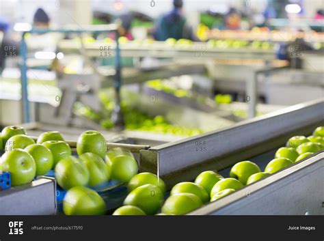 Apples Being Graded In Fruit Processing And Packaging Plant stock photo - OFFSET