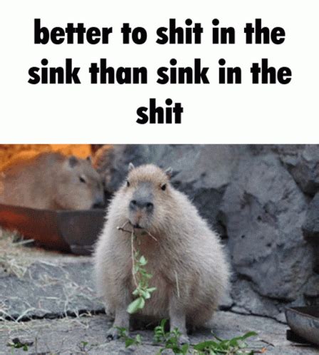 Capybara Meme GIF - Capybara Meme Sigma - Discover & Share GIFs