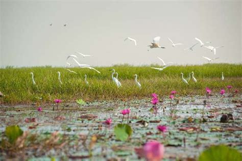 Over 11 lakh migratory birds visit Odisha's Chilika lake this winter | IndSamachar